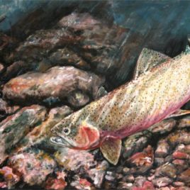 Westslope Cutthroat