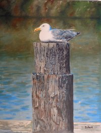 Seagull on Lake CDA